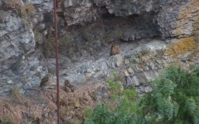 Il était une fois un couple de Grand-Duc