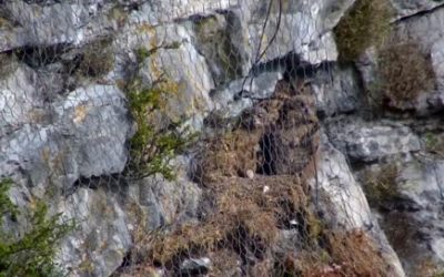 Il était une fois un couple de Grand-Duc