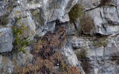 Il était une fois un couple de Grand-Duc